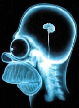homer's brain.jpg