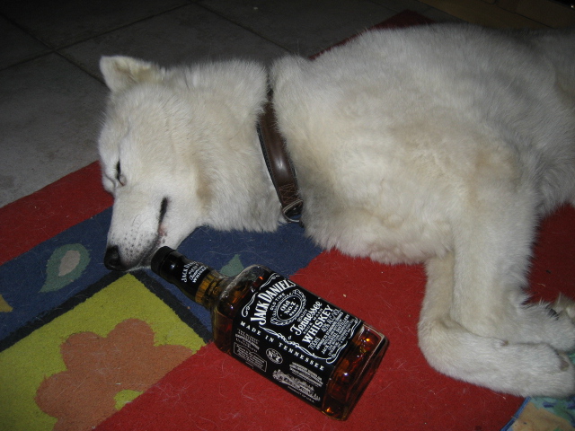 Good Boyyyyyyyyy