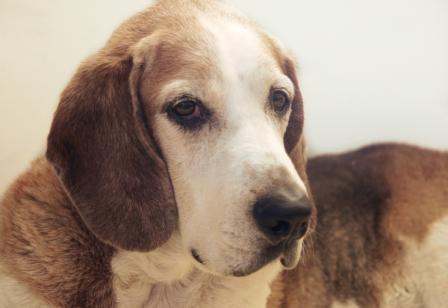 Max, English Foxhound that hates the cold and is scared of cats