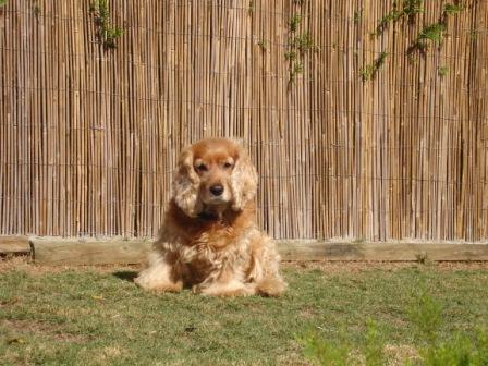 Ralph before his hair cut