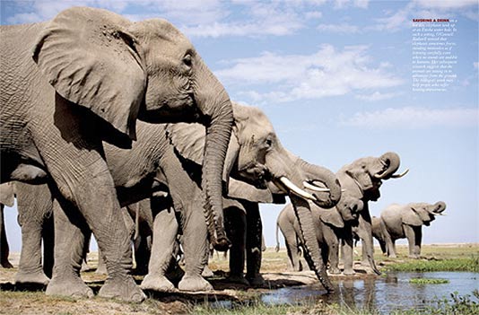 elephants_spreads02.jpg