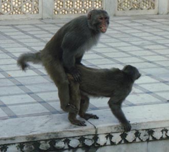 yay monkeys...