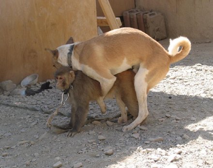 dog likes monkey..