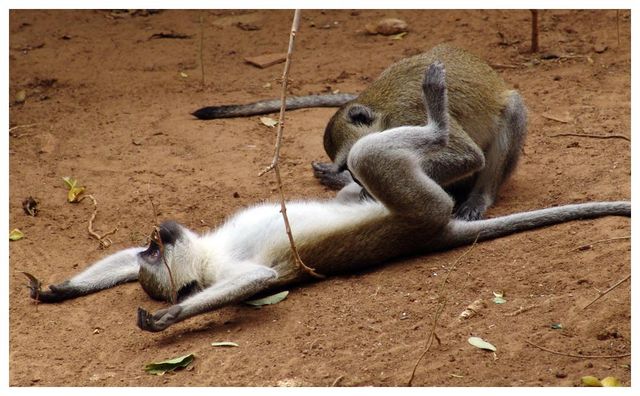 hotmonkeysex.jpg