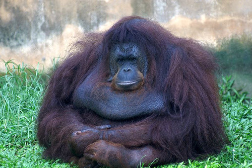 fatmonkey.jpg