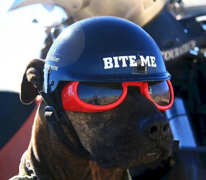 Bite Me.jpg