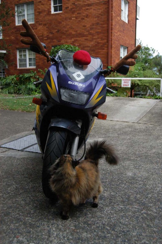 I had to include this one of the neighbours cat having a stickybeak too.