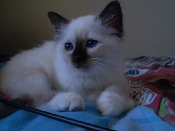 Baby Fudge 8 weeks