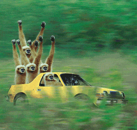 monkeys.gif