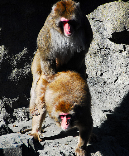 monkeys.jpg