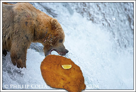 bear22.jpg