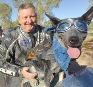 dog_bundy-1.jpg