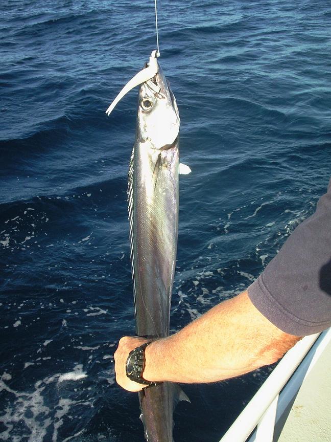 Barracuda