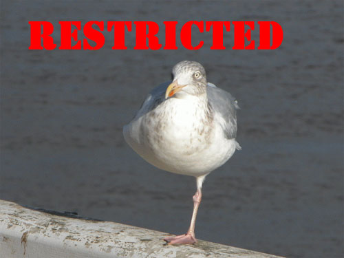 seagull.jpg