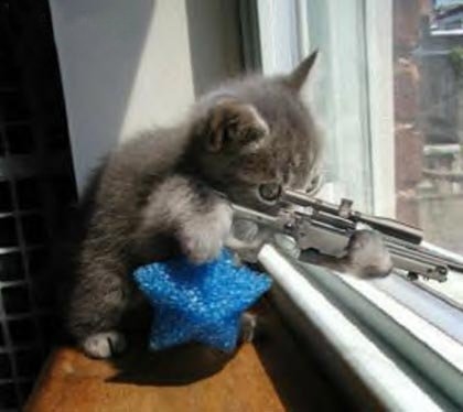 sniper_cat-12474.jpg