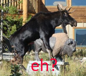 moose eh.jpg