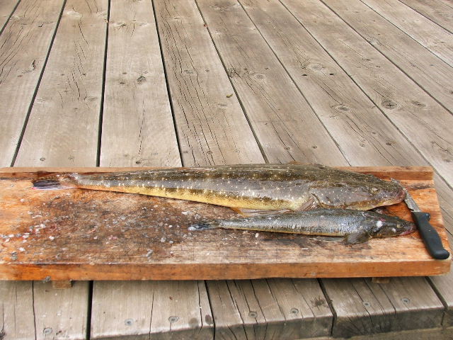 2004_0114fish0007.JPG