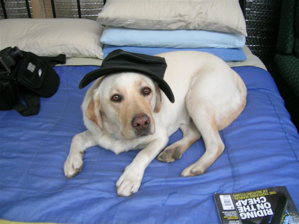 Saffy 008.jpg