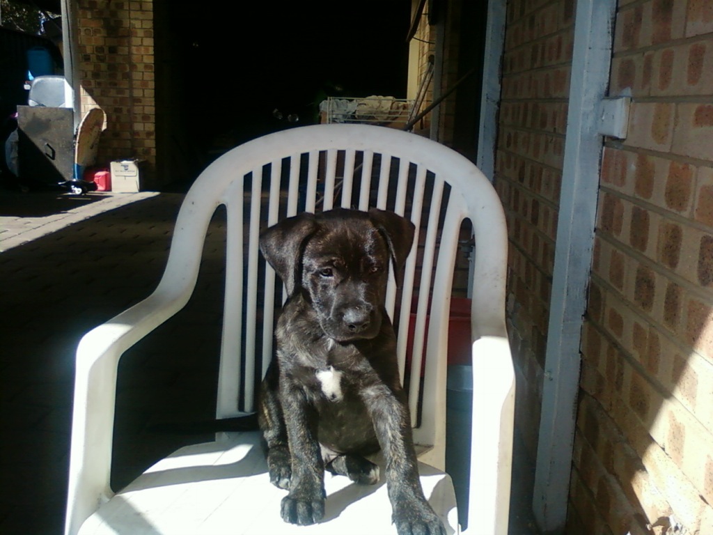 dozer