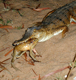 20080606_cane_toads_crocs_1.jpg