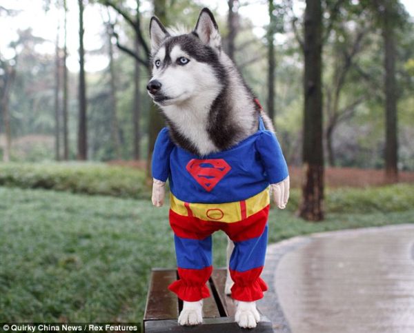 Ice-the-super-husky-1.jpg