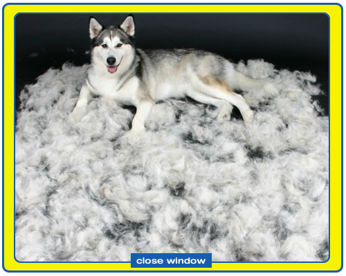 pop_up_husky.jpg