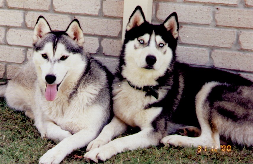 dogs2.jpg