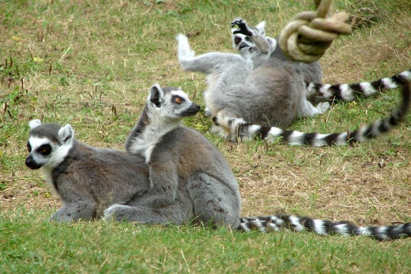 lemurs (Medium).jpg