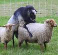 sheep porn.jpg