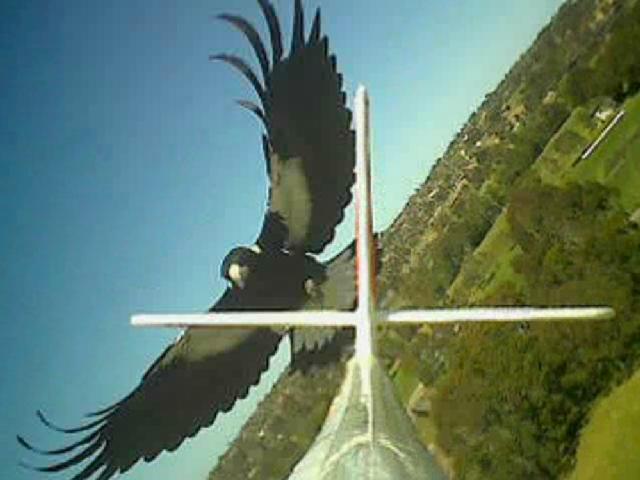 Magpie1.jpg