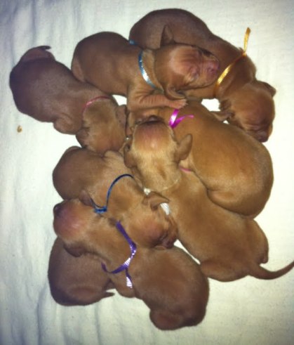 Oskar with brothers and sister at 2 weeks.jpg