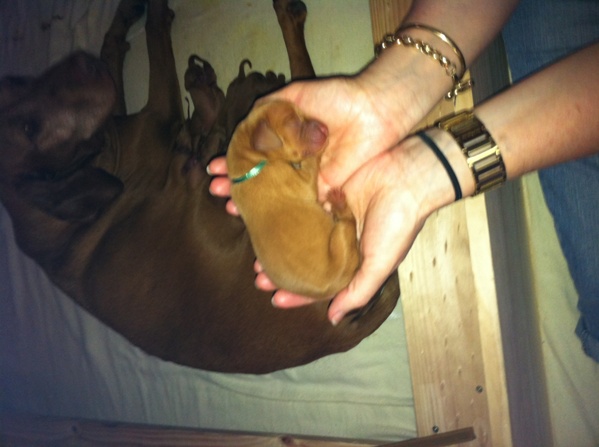 Oskar 2 weeks old.jpg