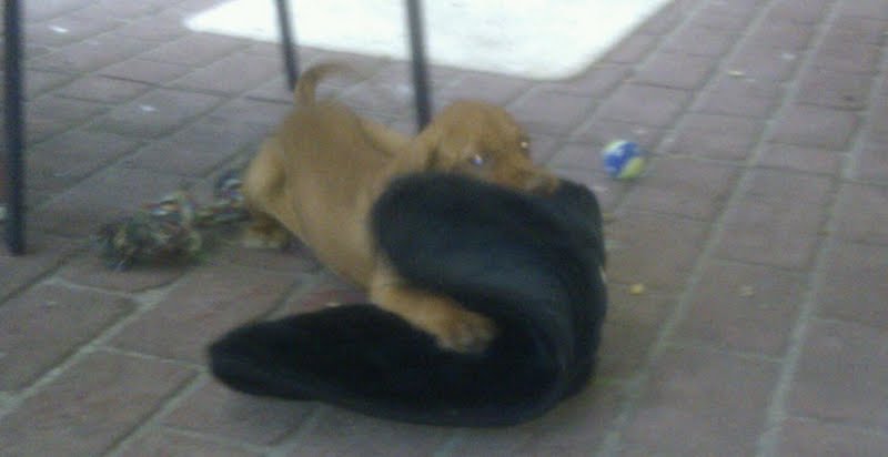 Oskar 1st night home chewing his new bed.jpg