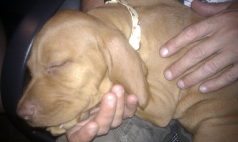's 1st night home asleep after a big play2.jpg