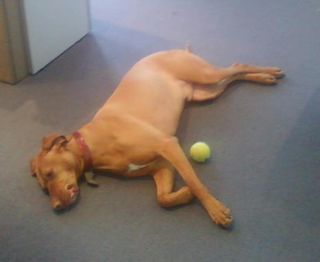 Hooch.jpg