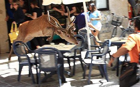 deerattack.jpg