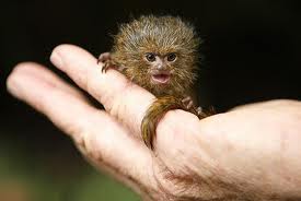pygmy marmoset.jpeg