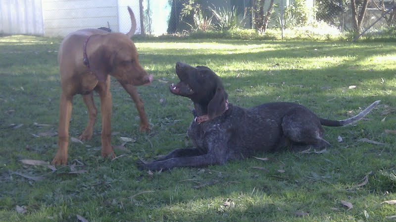 Ozkar & Zsa Zsa 2nd playtime 2.jpg