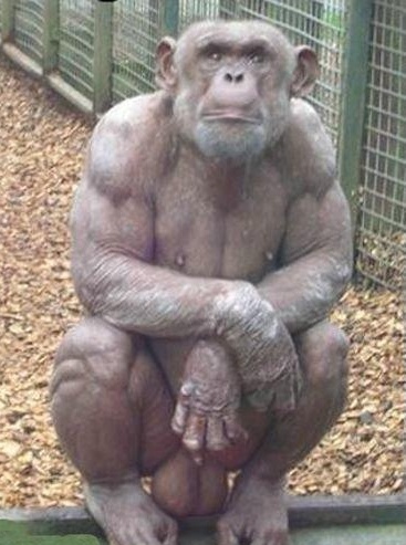 father of gos CHIMP1.jpg