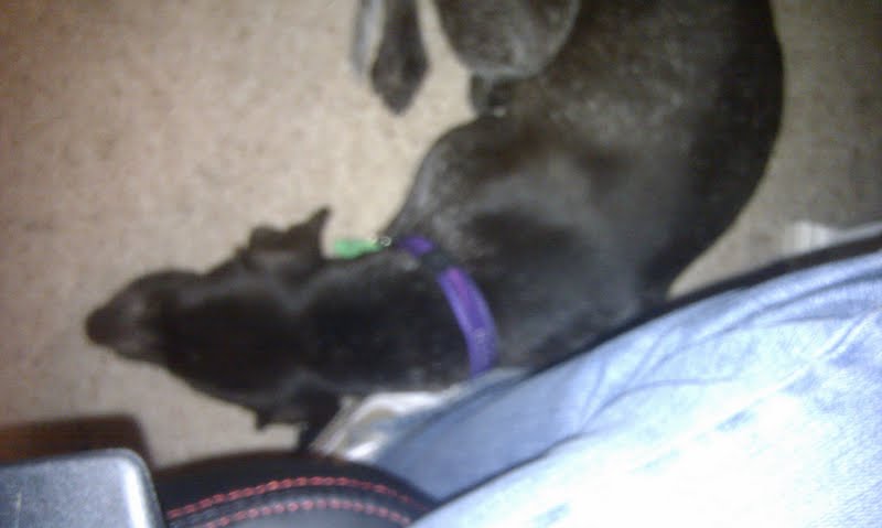Zsa Zsa at my feet already.jpg