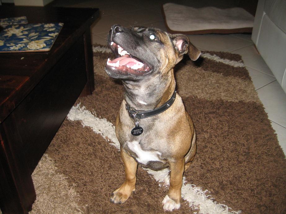 Ozzy 5 - 6 mths 008a.JPG