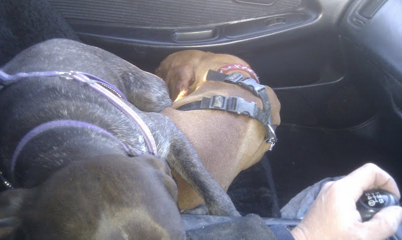 Vizsla & GSP on front seat of an MR2.jpg