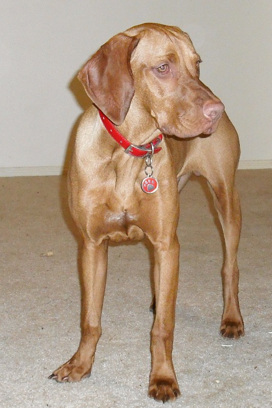 Ozkar 7 months old 3.jpg