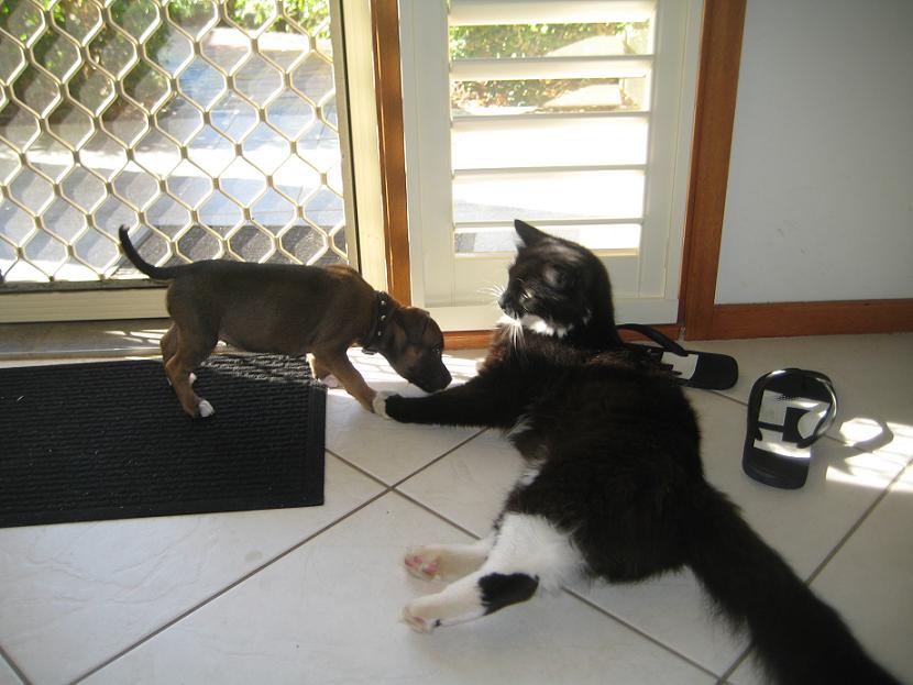 Get any closer and I'll chew your throat out.......