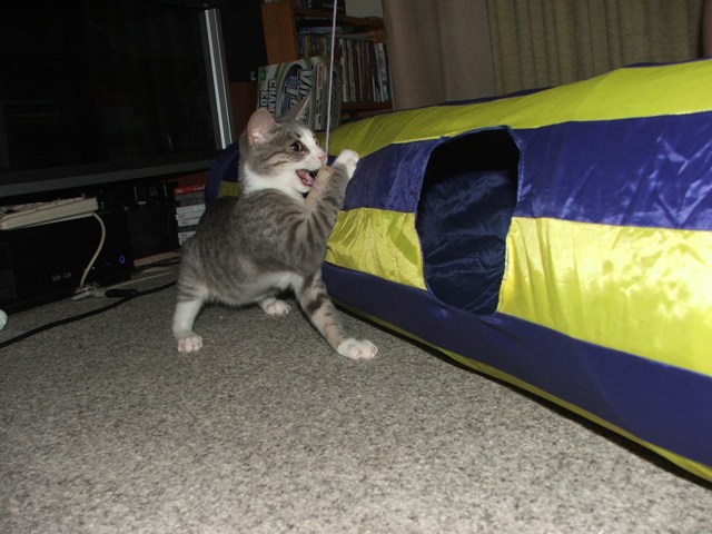 attackkitty2.jpg