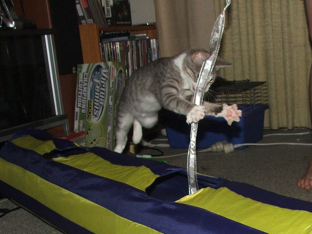 attackkitty.jpg