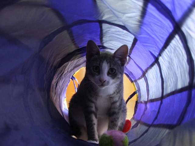 cattube.jpg
