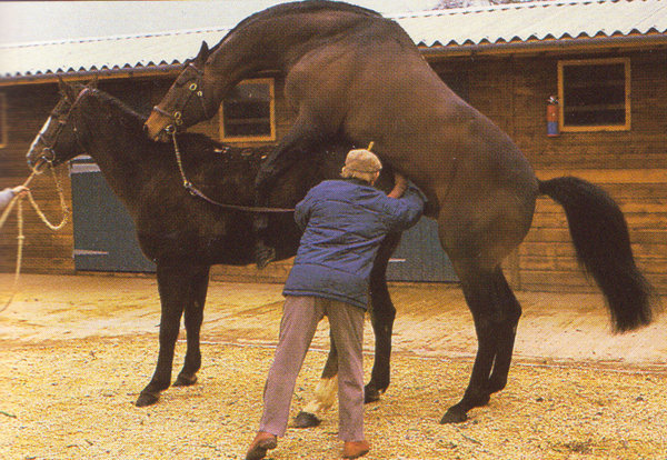 horse-mating.jpg