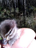 ozkar caught a duckling.jpg