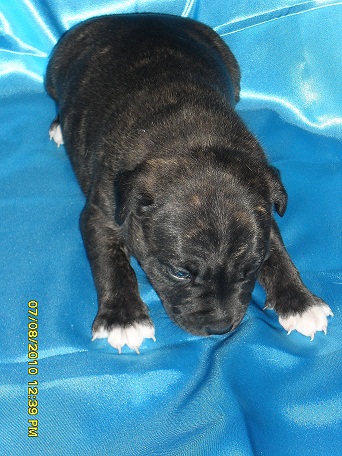 Boof the fat staffy pup